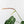 Anthurium DocBlock Briëlle '16' x Lynette '18' by DocBlock® (wk28-C)
