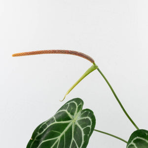 Anthurium DocBlock Briëlle '16' x Lynette '18' by DocBlock® (wk28-C)