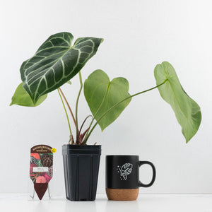 Anthurium DocBlock Briëlle '16' x Lynette '18' by DocBlock® (wk35-L86)