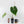 Anthurium DocBlock Briëlle '16' x Lynette '18' by DocBlock (wk42-L86)