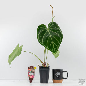 Anthurium DocBlock Briëlle '16' x Lynette '18' by DocBlock (wk42-L86)