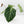 Anthurium DocBlock Briëlle '16' x Lynette '18' by DocBlock® (wk35-L86)