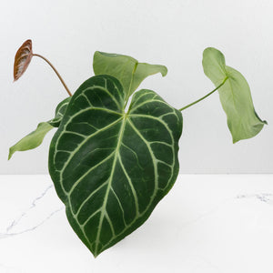 Anthurium DocBlock Briëlle '16' x Lynette '18' by DocBlock® (wk35-L86)