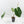Anthurium DocBlock Briëlle '16' x Lynette '18' by DocBlock (wk42-L86)