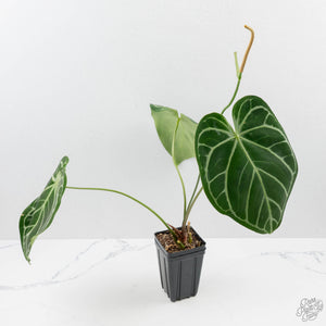 Anthurium DocBlock Briëlle '16' x Lynette '18' by DocBlock (wk42-L86)