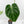 Anthurium DocBlock Briëlle '16' x Lynette '18' by DocBlock (wk42-L86)
