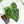 Anthurium DocBlock Briëlle '16' x Lynette '18' by DocBlock® (wk35-L86)