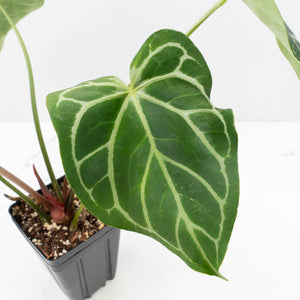 Anthurium DocBlock Briëlle '16' x Lynette '18' by DocBlock® (wk35-L86)