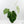 Anthurium DocBlock Briëlle '16' x Lynette '18' by DocBlock (wk42-L86)