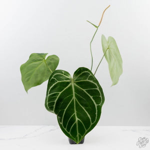 Anthurium DocBlock Briëlle '16' x Lynette '18' by DocBlock (wk42-L86)