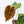 Anthurium DocBlock Briëlle '16' x Lynette '18' by DocBlock® (wk35-L86)