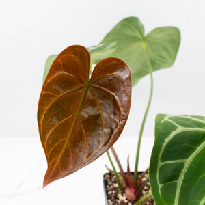 Anthurium DocBlock Briëlle '16' x Lynette '18' by DocBlock® (wk35-L86)