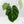 Anthurium DocBlock Briëlle '16' x Lynette '18' by DocBlock (wk42-L86)