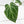 Anthurium DocBlock Briëlle '16' x Lynette '18' by DocBlock® (wk35-L86)