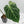 Anthurium DocBlock Briëlle '16' x Lynette '18' by DocBlock (wk42-L86)