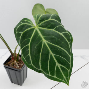 Anthurium DocBlock Briëlle '16' x Lynette '18' by DocBlock (wk42-L86)