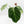 Anthurium DocBlock Briëlle '16' x Lynette '18' by DocBlock® (wk35-L86)