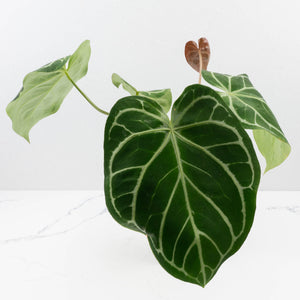 Anthurium DocBlock Briëlle '16' x Lynette '18' by DocBlock® (wk35-L86)