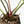 Anthurium DocBlock Briëlle '16' x Lynette '18' by DocBlock® (wk35-L86)
