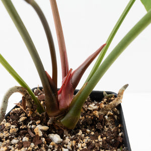 Anthurium DocBlock Briëlle '16' x Lynette '18' by DocBlock® (wk35-L86)