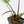 Anthurium DocBlock Briëlle '16' x Lynette '18' by DocBlock® (wk35-L86)