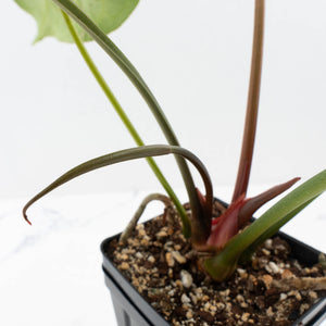 Anthurium DocBlock Briëlle '16' x Lynette '18' by DocBlock® (wk35-L86)