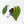 Anthurium Briëlle '16' x Black Widow '13' by DocBlock®  (wk20-B)