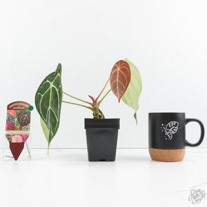 Anthurium Brown Derby '39' x Brown Derby '39' by DocBlock® (wk19-D)