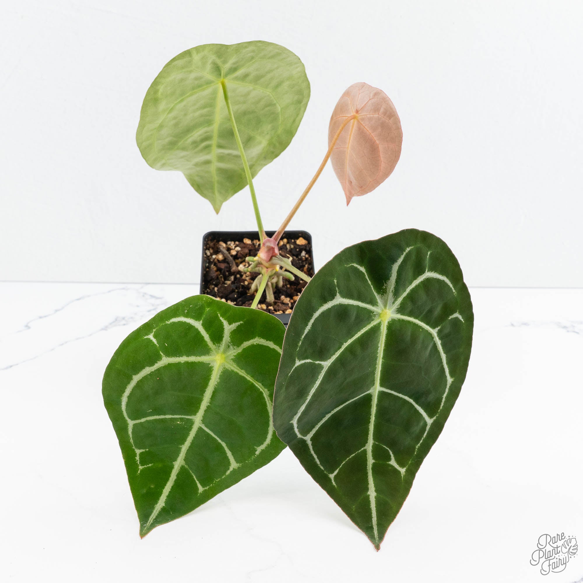 Anthurium Brown Derby '39' x Brown Derby '39' by DocBlock® (wk19-D