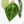 Anthurium Brown Derby '39' x Brown Derby '39' by DocBlock® (wk19-D)
