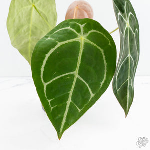 Anthurium Brown Derby '39' x Brown Derby '39' by DocBlock® (wk19-D)