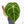 Anthurium Brown Derby '39' x Brown Derby '39' by DocBlock® (wk19-D)