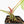 Anthurium Brown Derby '39' x Brown Derby '39' by DocBlock® (wk19-D)