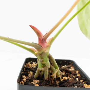 Anthurium Brown Derby '39' x Brown Derby '39' by DocBlock® (wk19-D)