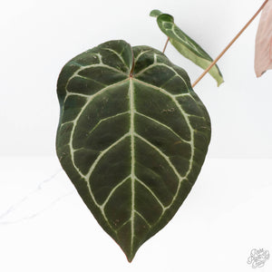 Anthurium Brown Derby '39' x Brown Derby '39' by DocBlock® (wk20-A)