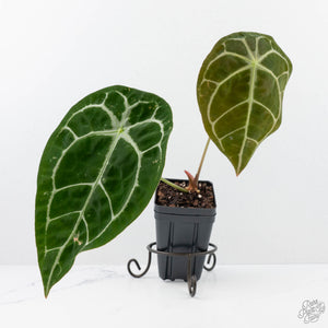 anthurium crystallinum & 39 Anthurium Brown Derby '39' x Brown Derby '39' by DocBlock® (wk20-S)