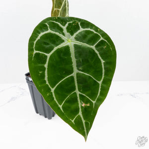 Anthurium Brown Derby '39' x Brown Derby '39' by DocBlock® (wk20-S)