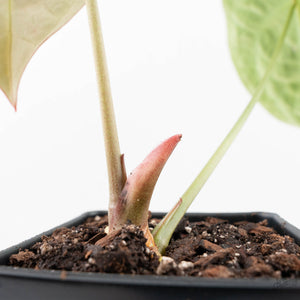 Anthurium Brown Derby '39' x Brown Derby '39' by DocBlock® (wk20-S)