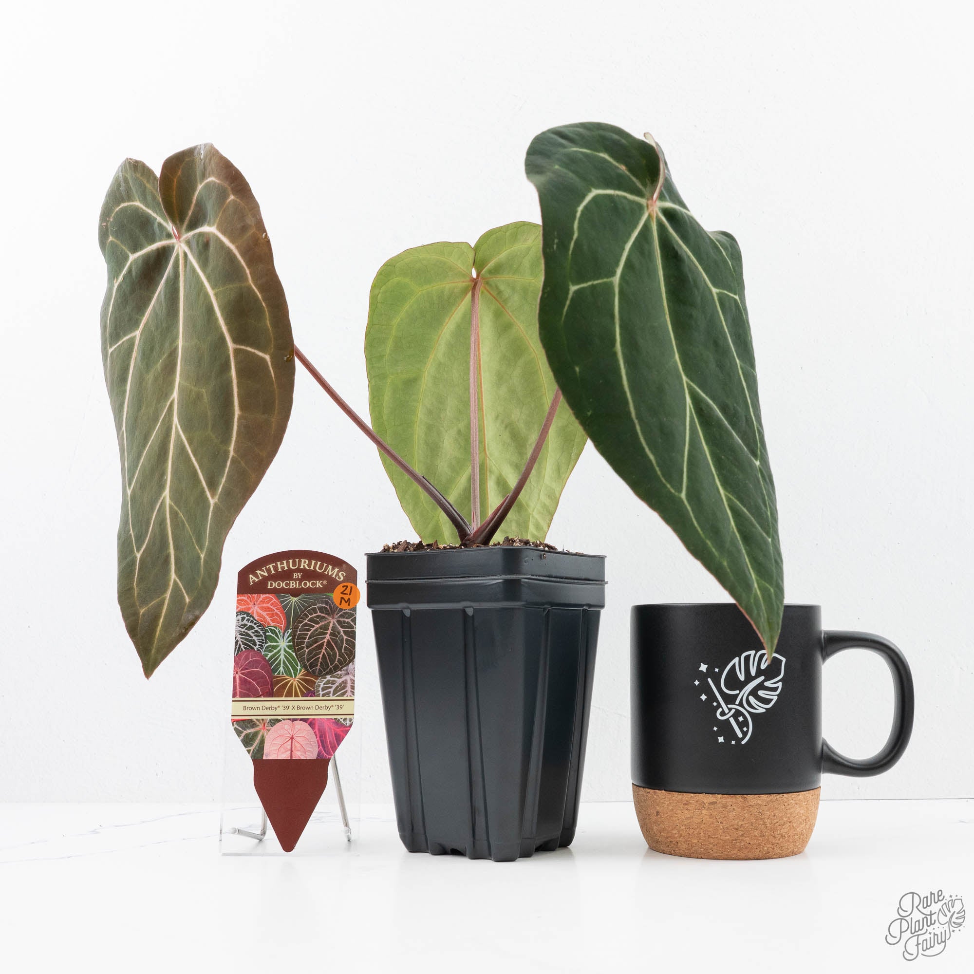 anthurium m Anthurium Brown Derby '39' x Brown Derby '39' by DocBlock (wk21-M)