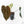 Anthurium Brown Derby '39' x Brown Derby '39' by DocBlock® (wk21-M)