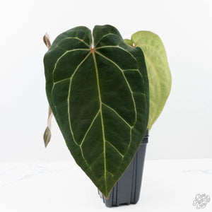 Anthurium Brown Derby '39' x Brown Derby '39' by DocBlock® (wk21-M)