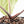 Anthurium Brown Derby '39' x Brown Derby '39' by DocBlock® (wk21-M)