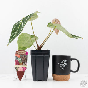 Anthurium Brown Derby '39' x Brown Derby '39' by DocBlock® (wk22-Q)