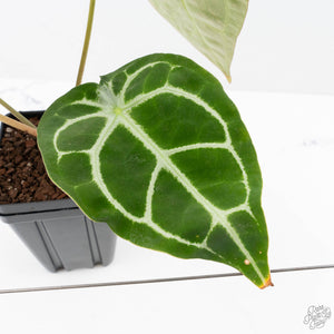 Anthurium Brown Derby '39' x Brown Derby '39' by DocBlock® (wk22-Q)