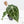 Anthurium Brown Derby '39' x Brown Derby '39' by DocBlock® (wk22-Q)
