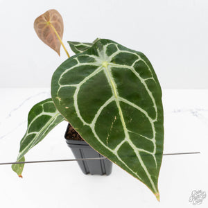 Anthurium Brown Derby '39' x Brown Derby '39' by DocBlock® (wk22-Q)
