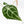 Anthurium Brown Derby '39' x Brown Derby '39' by DocBlock® (wk22-Q)