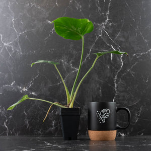 Monstera Deliciosa 'Bulbasaur'