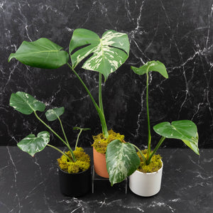Monstera Deliciosa 'Bulbasaur'