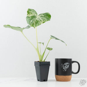 Monstera deliciosa 'Bulbasaur' *Grower's Choice*